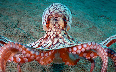 Octopus